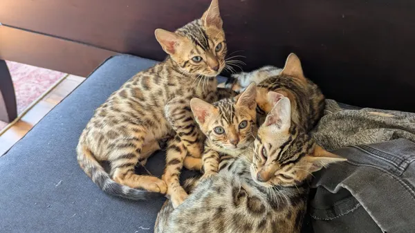 Kitten photo 30