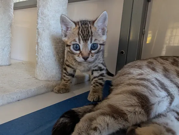 Ember photo 5