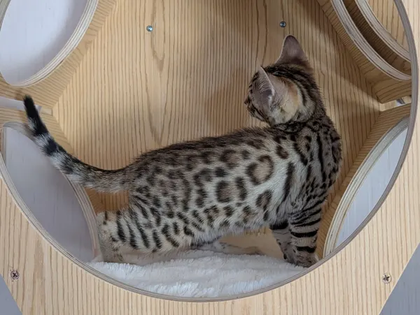 Ember photo 30