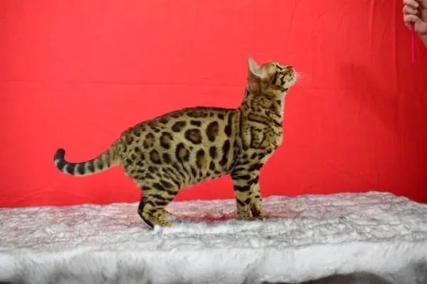 Arkham Cheesecake photo 3