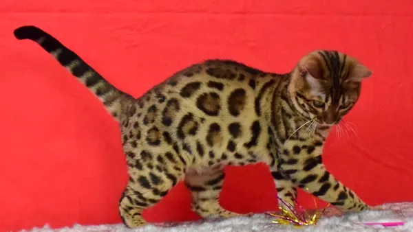 Arkham Cheesecake photo 6