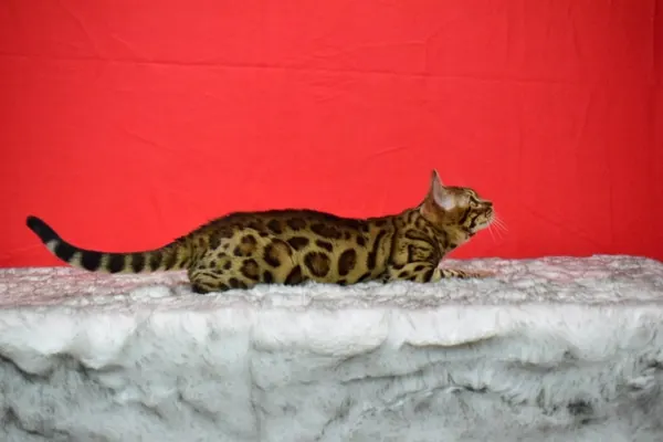 Arkham Cheesecake photo 8