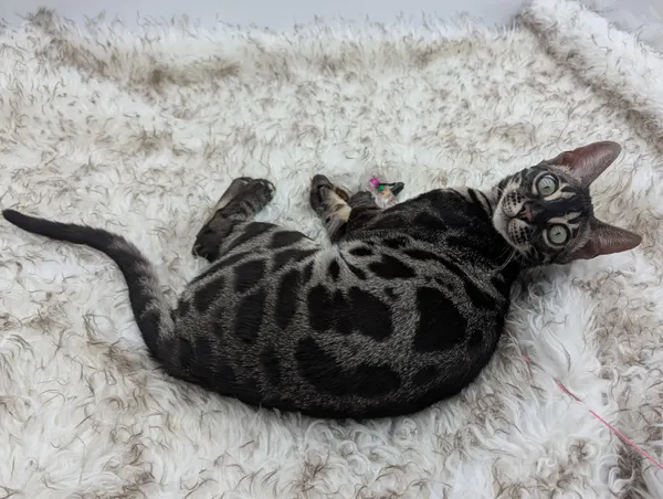 Soot photo 12